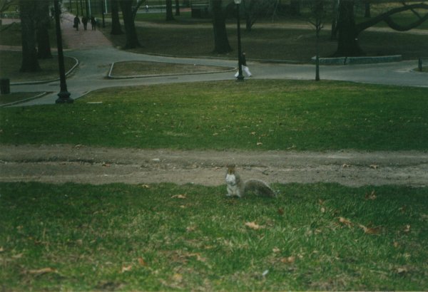 Boston Park